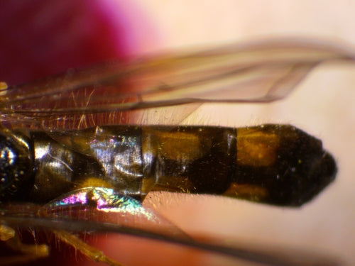 Gemeine Wiesenschwebfliege — Bild 4