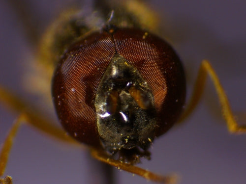 Gemeine Wiesenschwebfliege — Bild 3