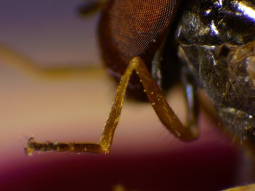 Gemeine Wiesenschwebfliege — Bild 2
