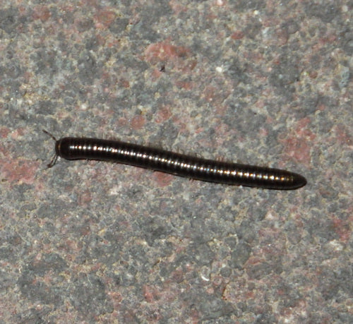 Gemeiner Feldschnurfüßer — Bild 1