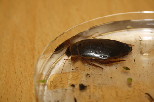Gemeiner Gelbrandkäfer — Bild 4