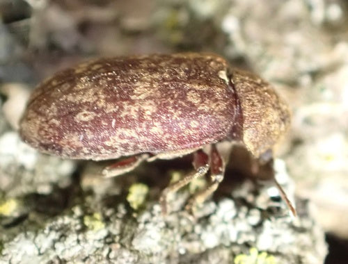 Gescheckter Nagekäfer (Totenuhr) — Bild 5