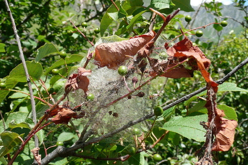 Gespinstmotten — Bild 5