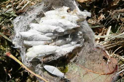 Gespinstmotten — Bild 2