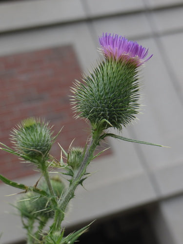 Gewöhnliche Kratzdistel — Bild 4