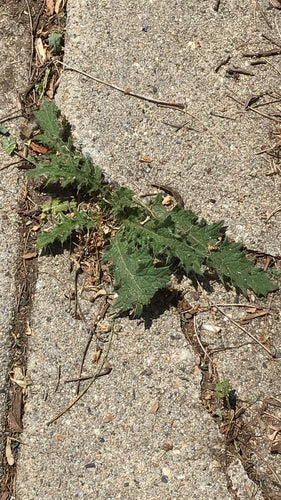 Gewöhnliche Kratzdistel — Bild 5