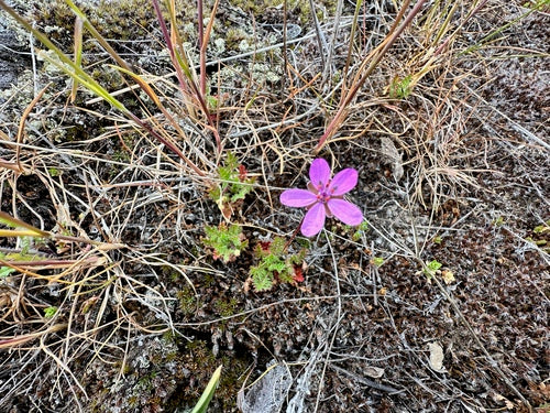 Gewöhnlicher Reiherschnabel — Bild 3
