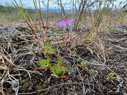 Gewöhnlicher Reiherschnabel — Bild 2