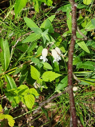 Gewöhnliches Leimkraut — Bild 5