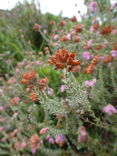 Glockenheide — Bild 4
