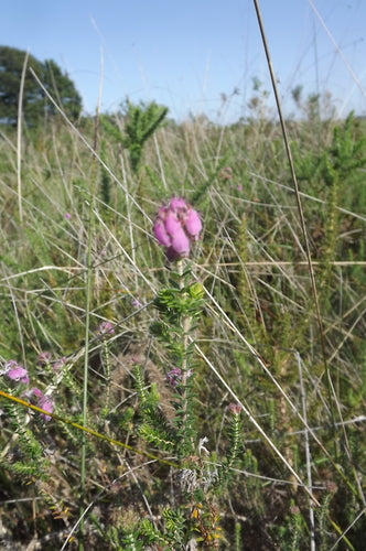 Glockenheide — Bild 5