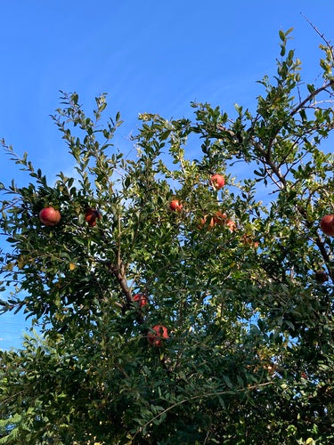 Granatapfel — Bild 3