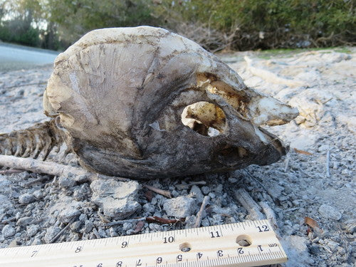 Graskarpfen — Bild 5