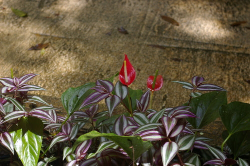 Große Flamingoblume — Bild 5
