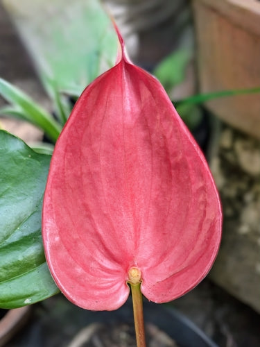 Große Flamingoblume — Bild 3