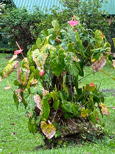 Große Flamingoblume — Bild 4
