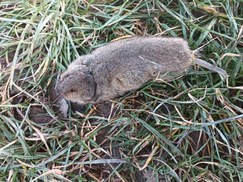 Große Wühlmaus — Bild 2 von 50