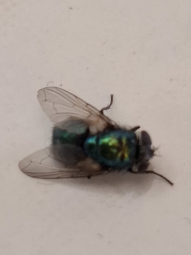 Grüne Fliegen — Bild 2