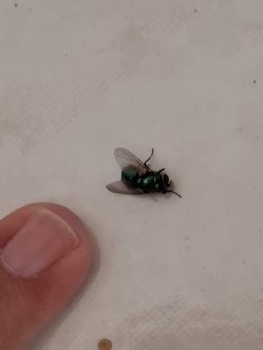 Grüne Fliegen — Bild 1