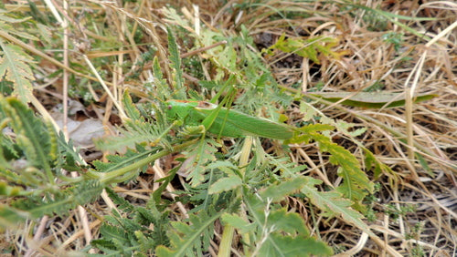 Grünes Heupferd — Bild 5