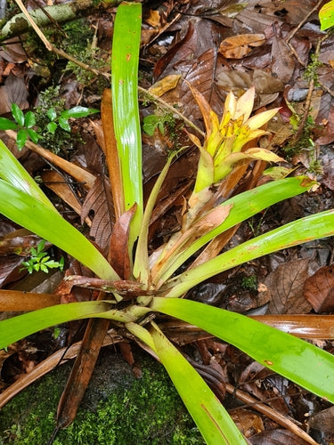Guzmanie — Bild 3