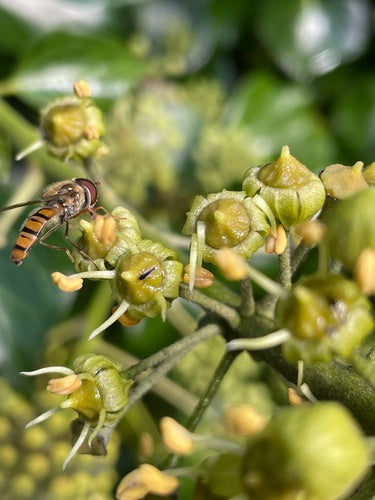Hainschwebfliege — Bild 4