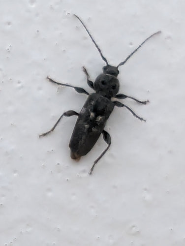 Hausbockkäfer — Bild 5
