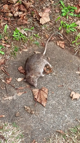 Hausratte — Bild 2