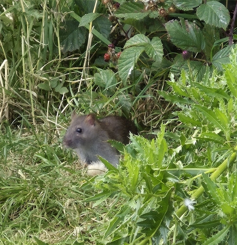 Hausratte — Bild 5