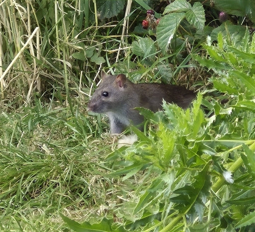 Hausratte — Bild 4
