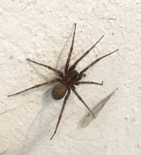 Hauswinkelspinne — Bild 5