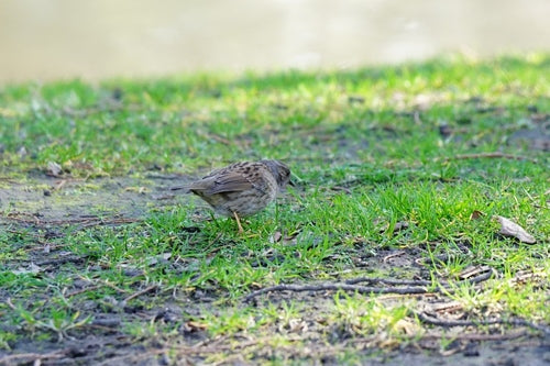 Heckenbraunelle — Bild 5