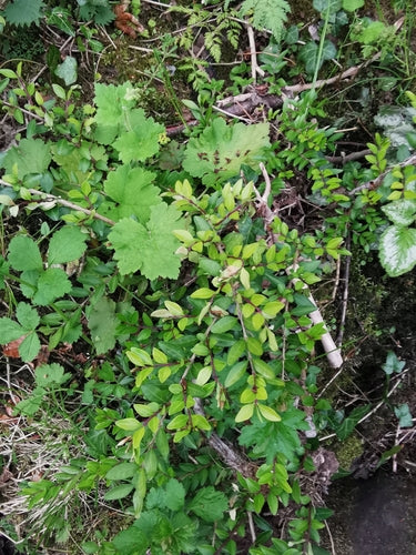 Heckenmyrte — Bild 1