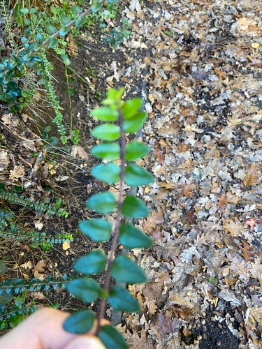 Heckenmyrte — Bild 5