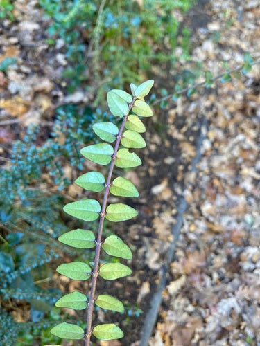 Heckenmyrte — Bild 4