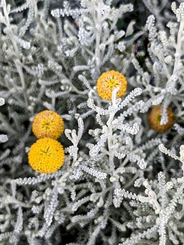Heiligenkraut — Bild 1