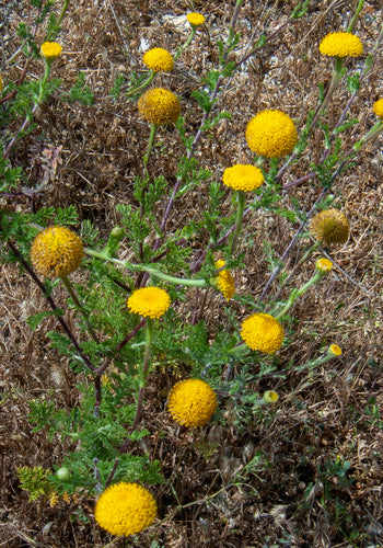 Heiligenkraut — Bild 4
