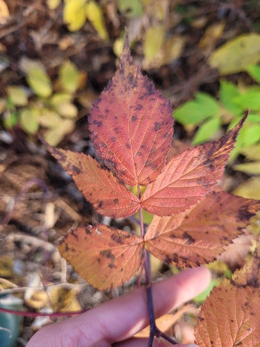 Himbeeren — Bild 4
