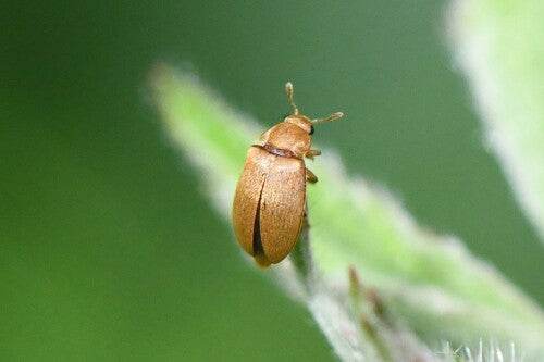 Himbeerkäfer — Bild 5 von 25