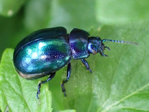 Himmelblauer Blattkäfer — Bild 5