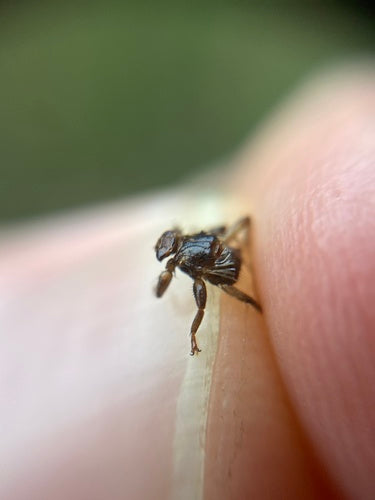 Hirschlausfliege — Bild 5