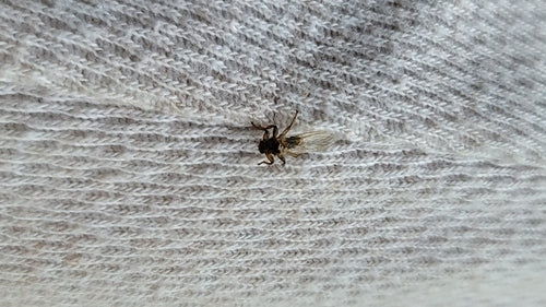 Hirschlausfliege — Bild 4