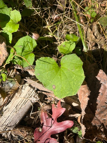 Huflattich — Bild 4