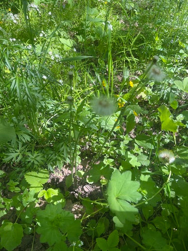 Huflattich — Bild 2