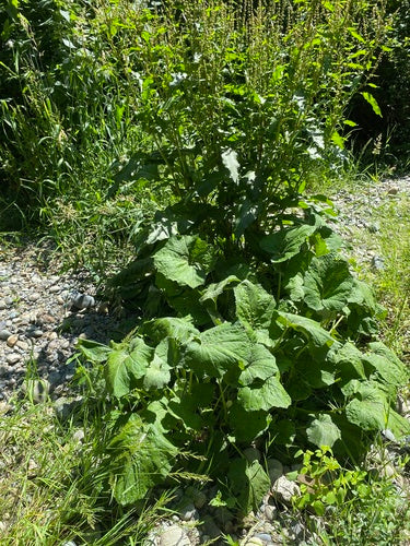 Huflattich — Bild 5
