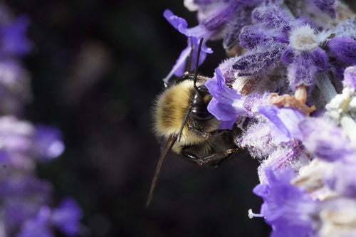 Hummel — Bild 4