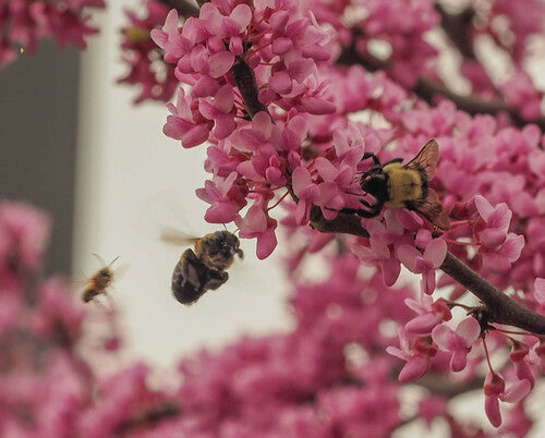 Hummel — Bild 5