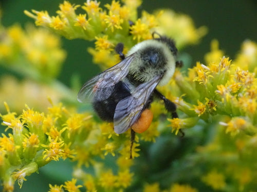 Hummel — Bild 4