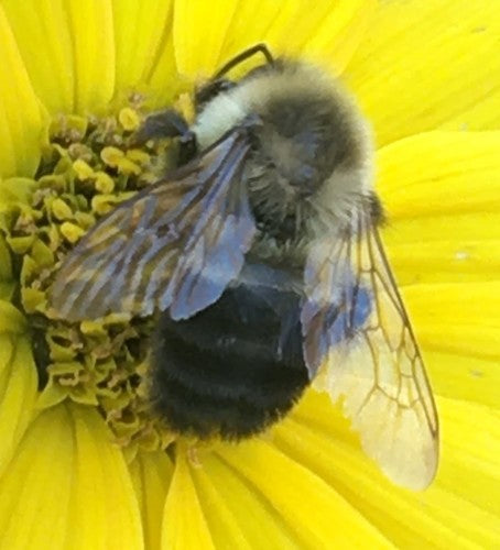 Hummel — Bild 1