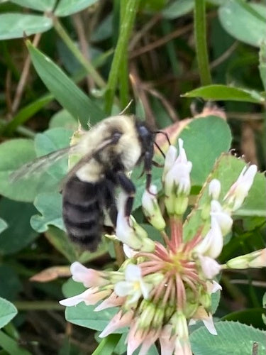 Hummel — Bild 2